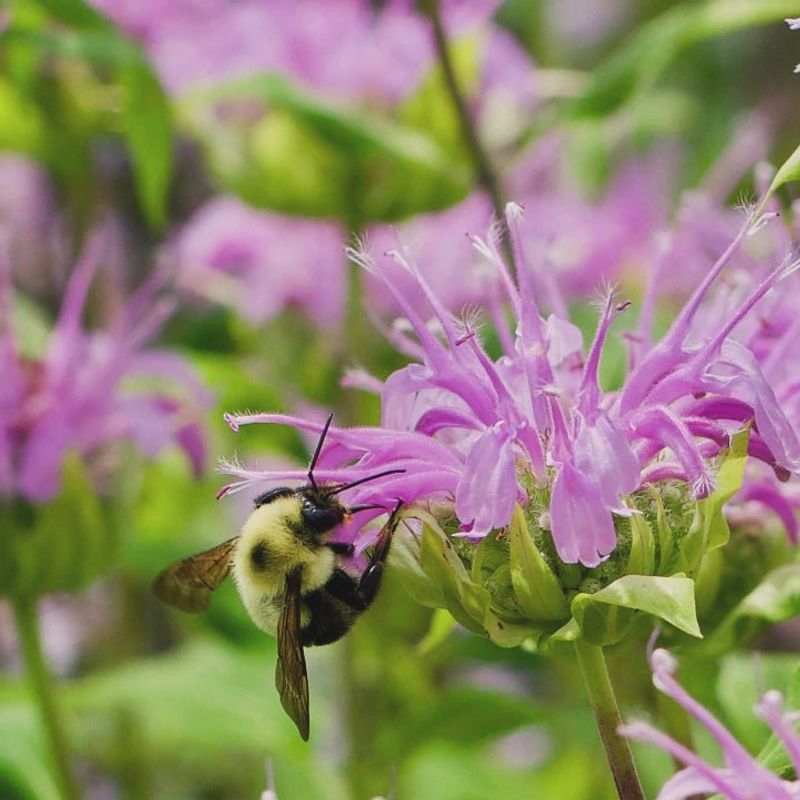 Wild Bergamot Fills Gardens With Color And Bees
