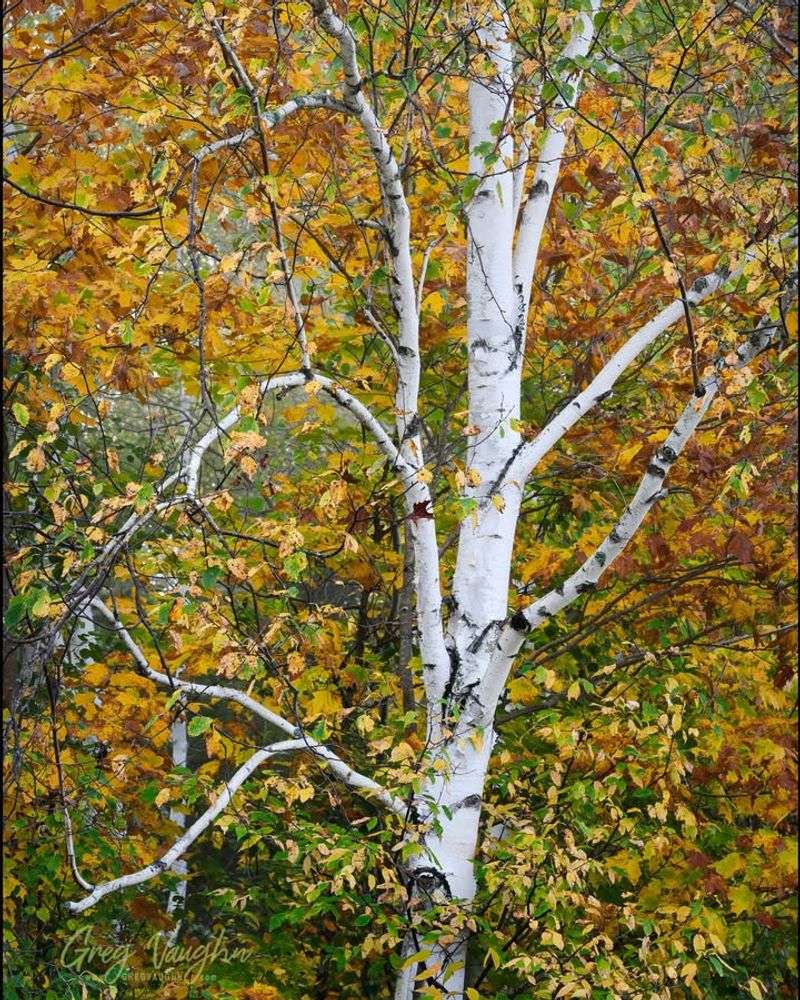 Paper Birch