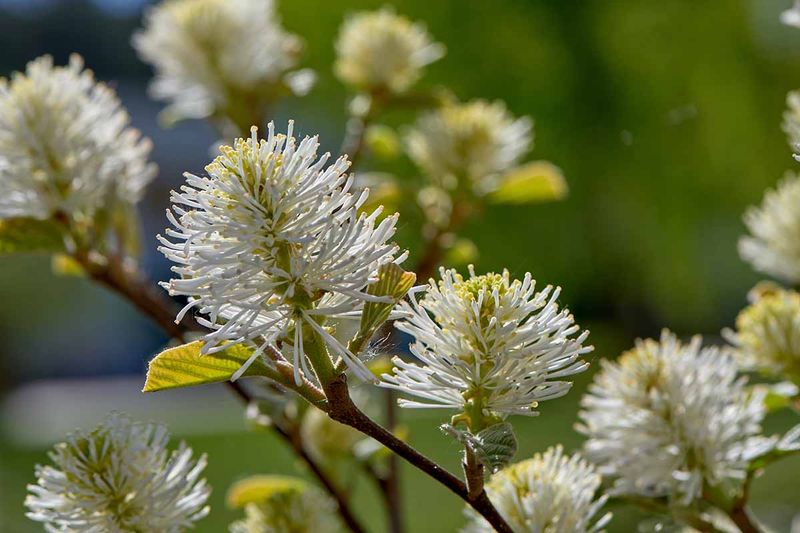 Fothergilla Combines Spring Flowers With Spectacular Fall Color