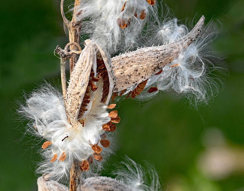 Milkweed Provides Soft Fibers For Nest Lining