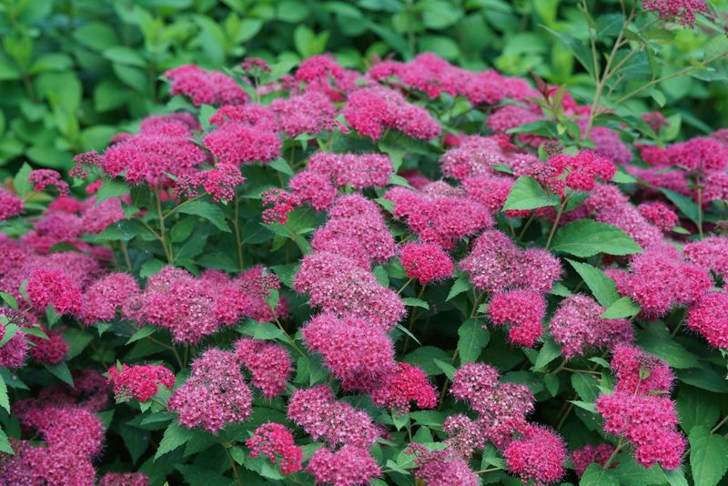 Spirea Shrubs Bloom In Waves From Spring Through Summer