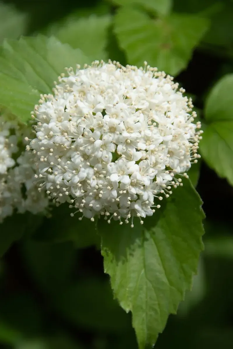 Native Viburnum With Classic White Flowers