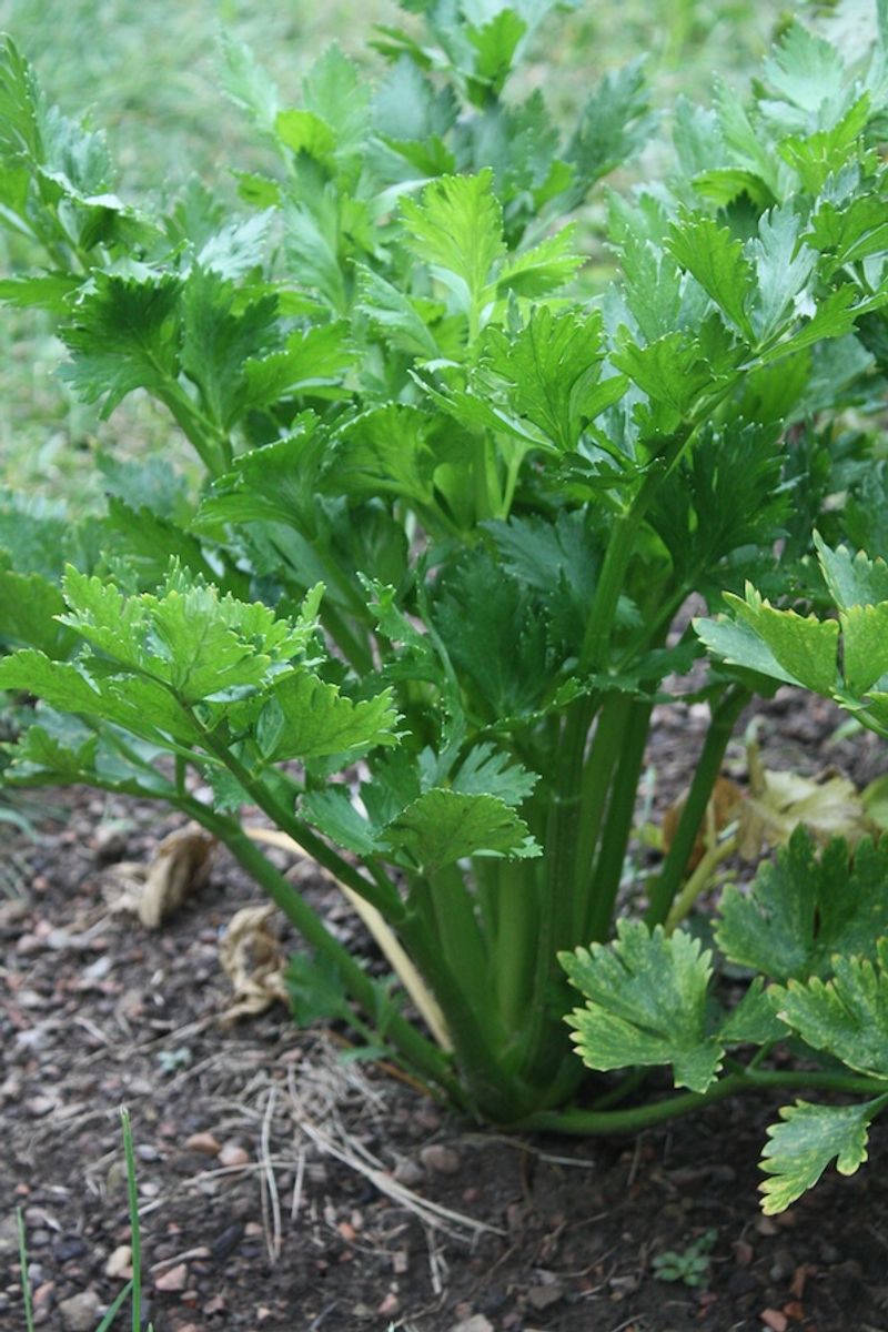 Celery
