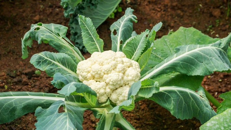 Cauliflower Needs A Head Start Before Warm Weather
