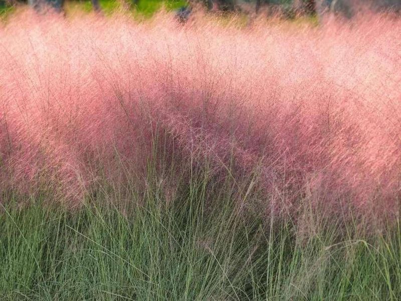 Muhly Grass Grows Back Strong Every Spring
