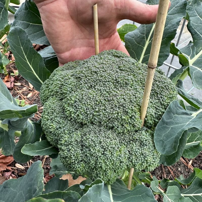Broccoli Can Stunt Tomato Growth 