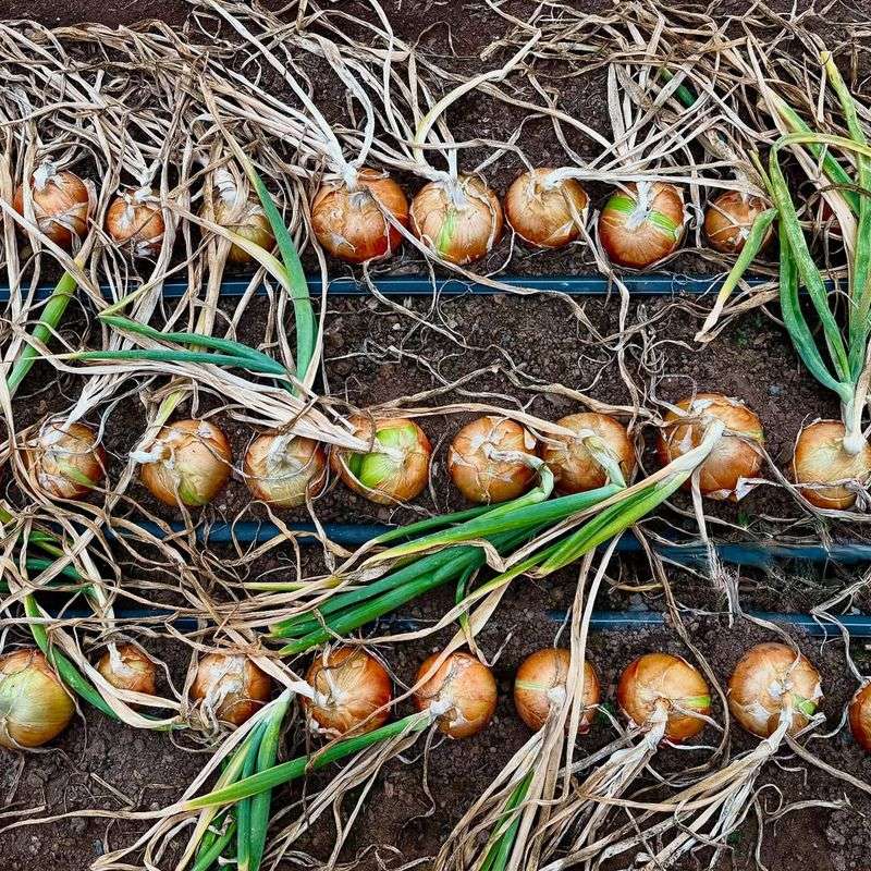 Onions Fail In Waterlogged Beds
