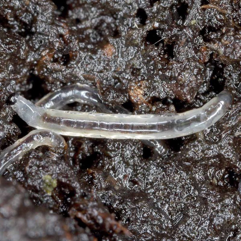 Fungus Gnat Larvae Can Remain Active In Protected Moist Soil