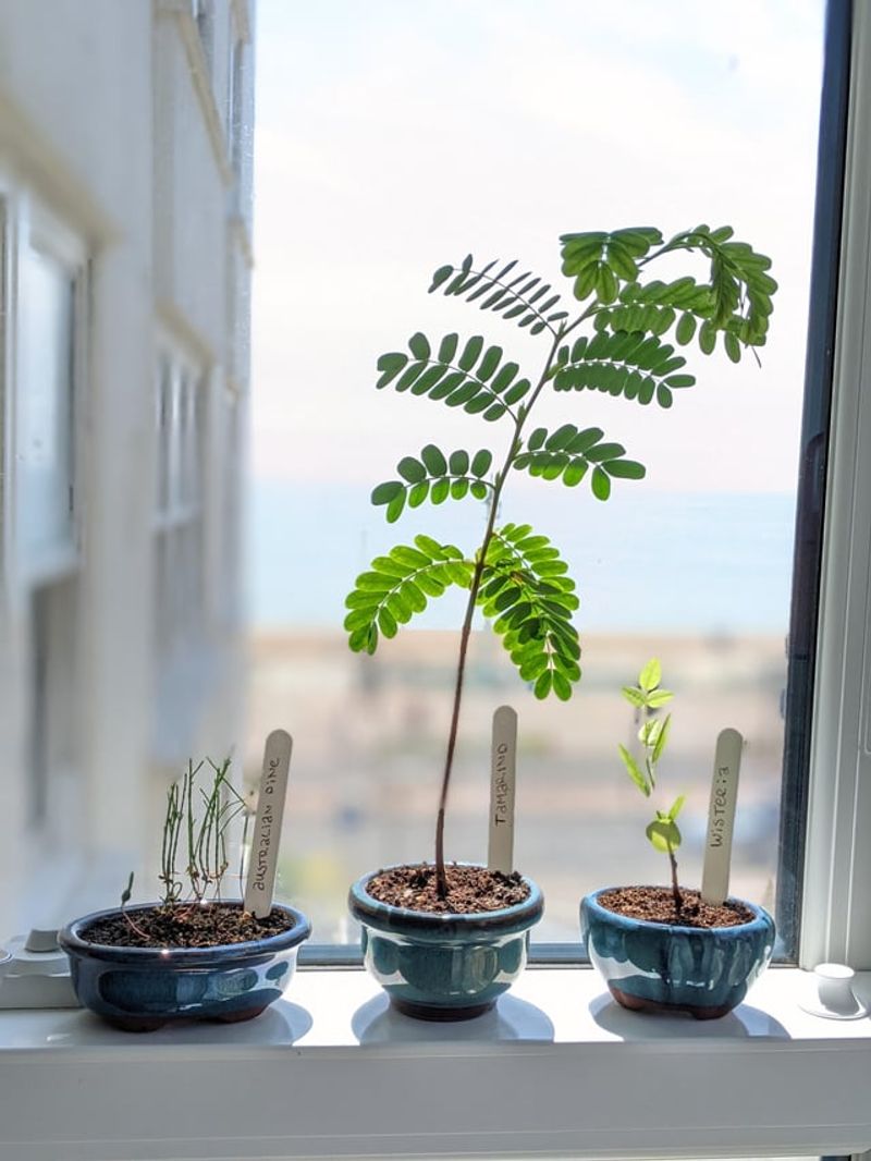 Tamarind Tree Seedlings