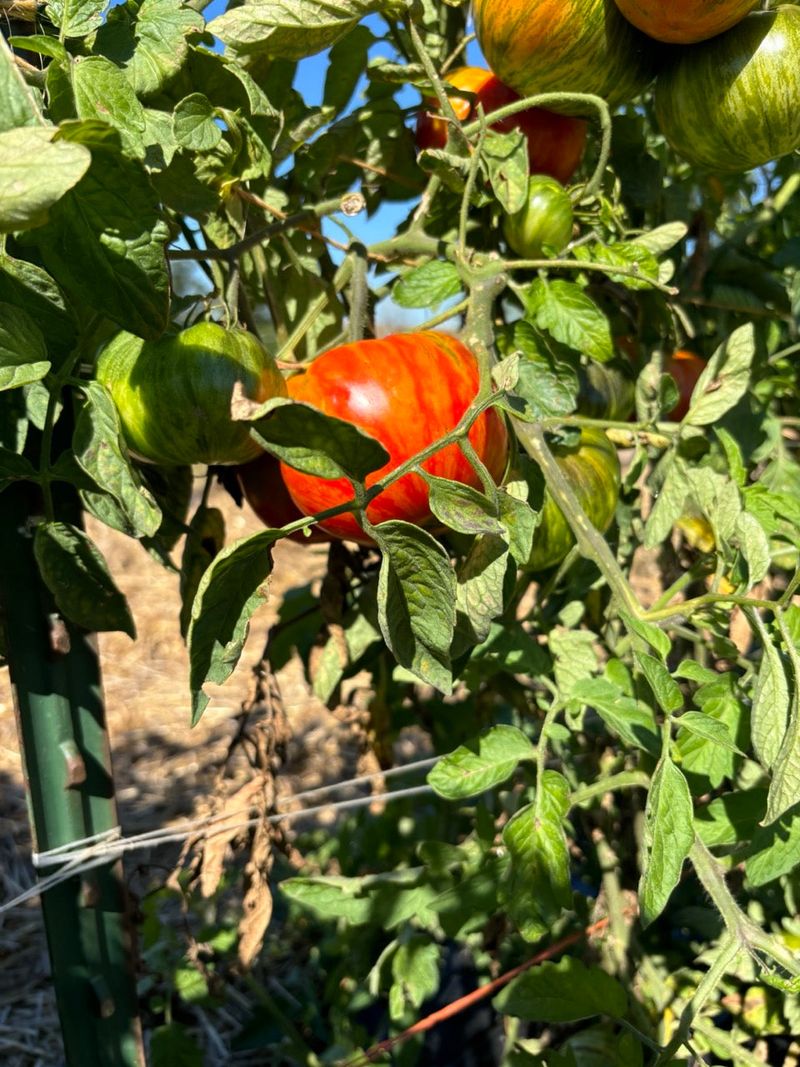 Striped Beefsteak Tomatoes For Flavor And Visual Appeal
