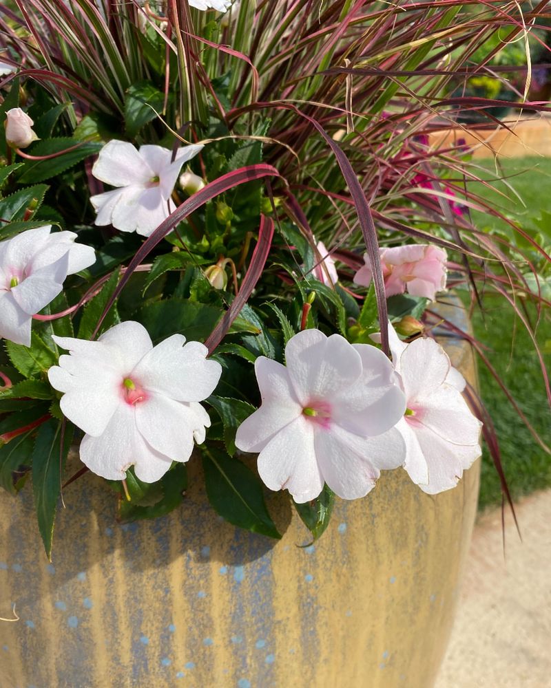 Impatiens Fill In Around Wandering Jew Without Competing