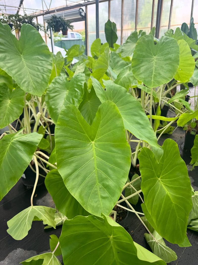 Elephant Ear Is A Water Lover