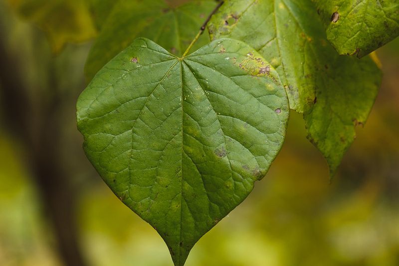 Eastern Redbud (Cercis Canadensis)