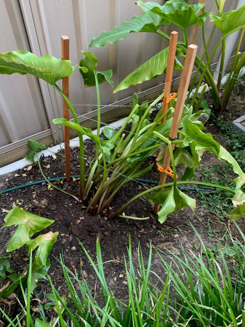 Peace Lilies Wilt Without Moisture