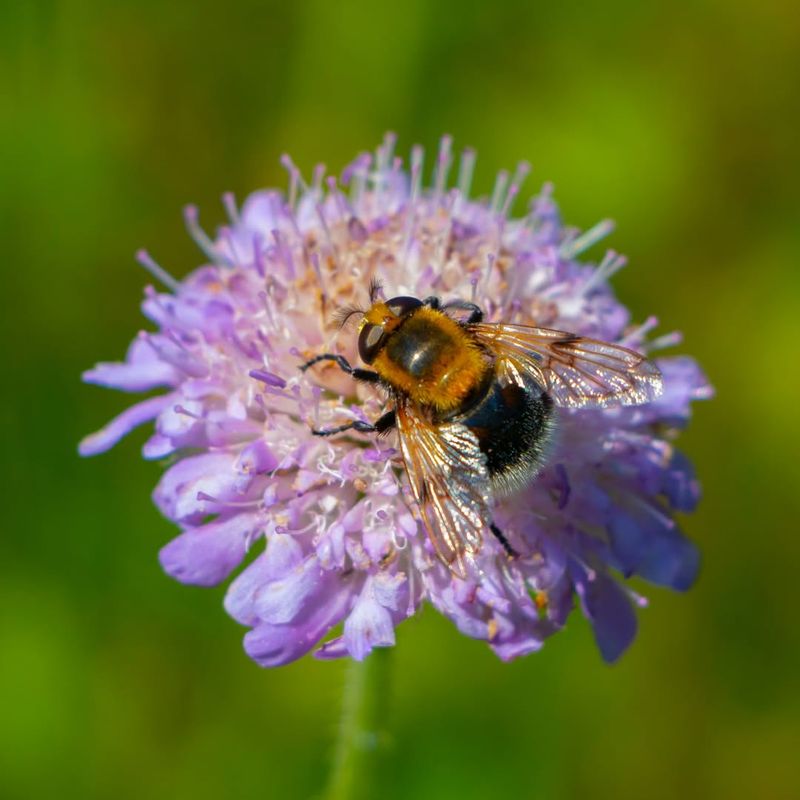 Scabiosa
