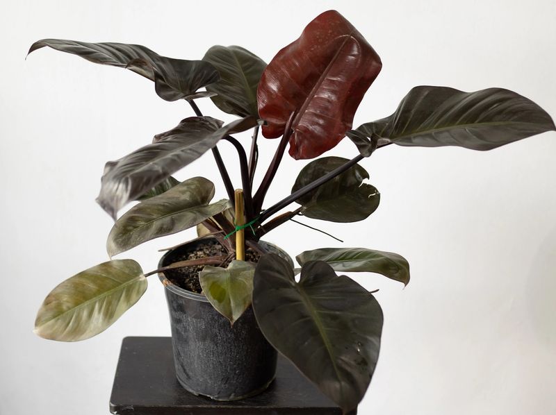 Black Cardinal Philodendron
