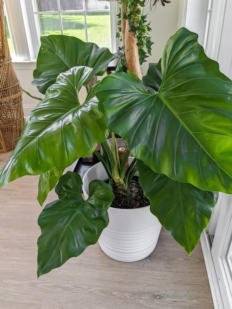 Philodendron Giganteum Produces Massive Tropical Leaves