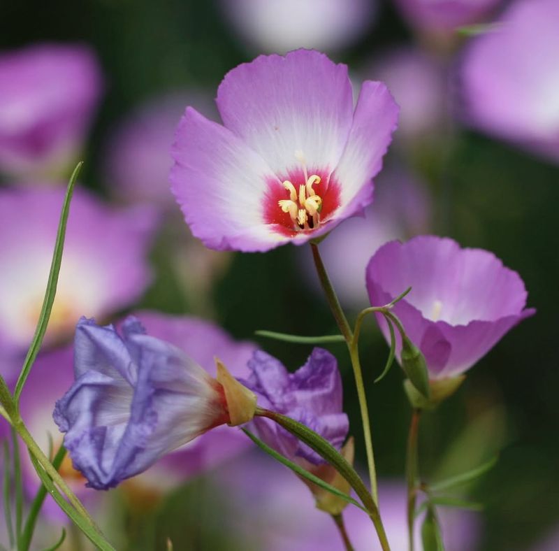 Clarkia (Clarkia amoena)