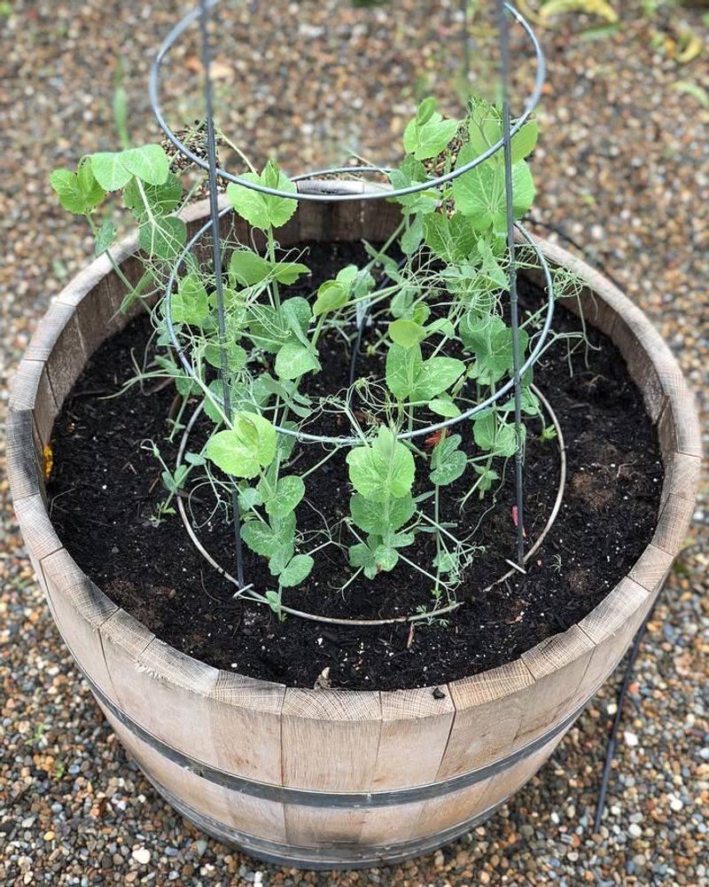 Peas Climb Well In Containers During Arizona's Mild Late Winter