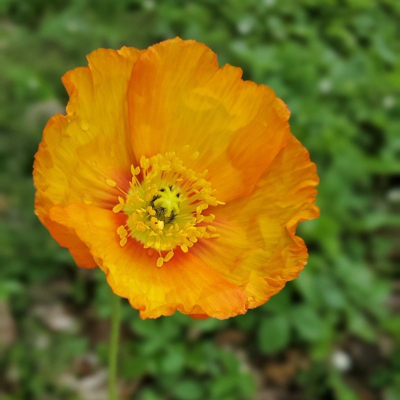 Iceland Poppy Produces Bright Orange Flowers In Cool Climates