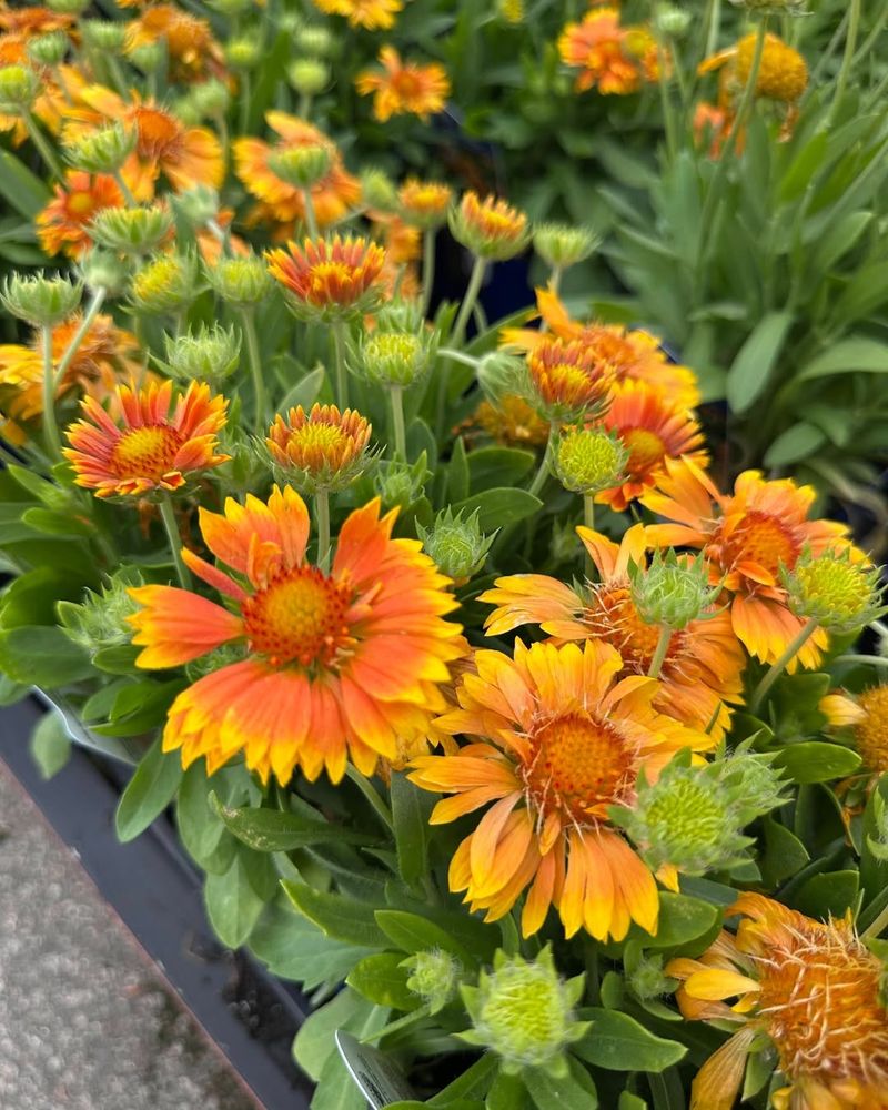 Blanket Flower Holds Intense Orange Shades Even In Tough Conditions