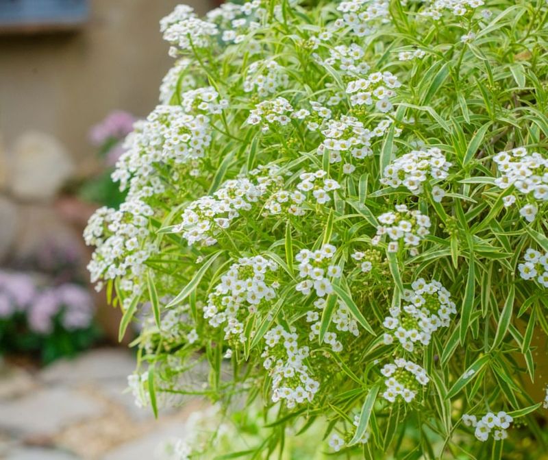 Alyssum Spreads Fragrant, Low-Growing Blooms
