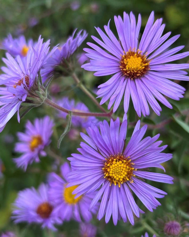Asters Twinkling Into Spring