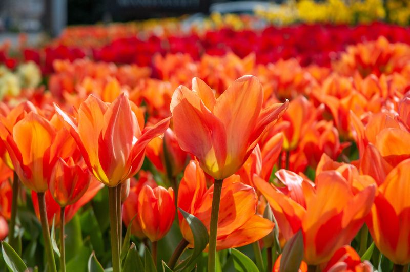 Orange Tulip (Tulipa Varieties)