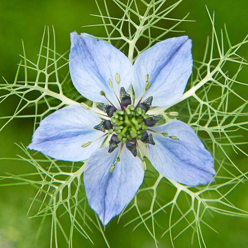 Nigella (Nigella damascena)