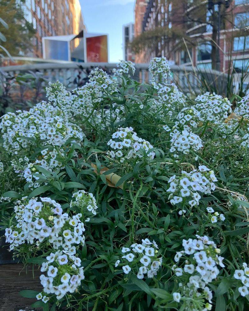 Sweet Alyssum (Lobularia maritima)