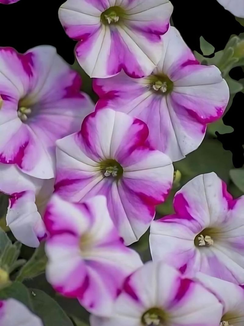 Petunia (Petunia spp.)