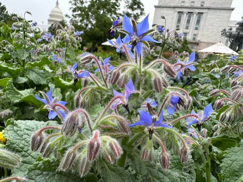 Borage (Borago officinalis)