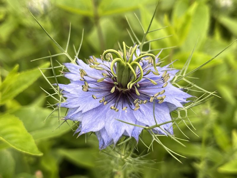 Nigella (Love-in-a-Mist)