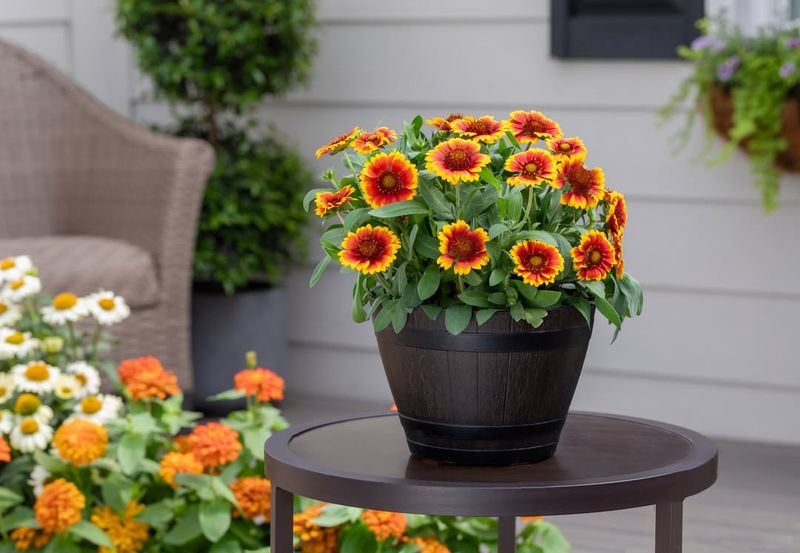 Gaillardia Keeps Reds and Yellows Vibrant Through Spring