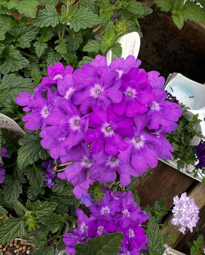 Verbena
