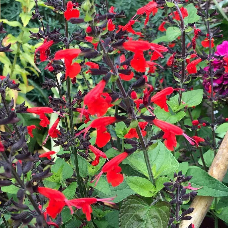 Salvia Adds Fiery Spikes That Hummingbirds Love