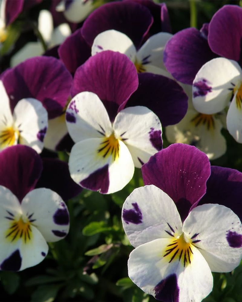 Pansies With Distinct Faces That Shine In Cool Weather