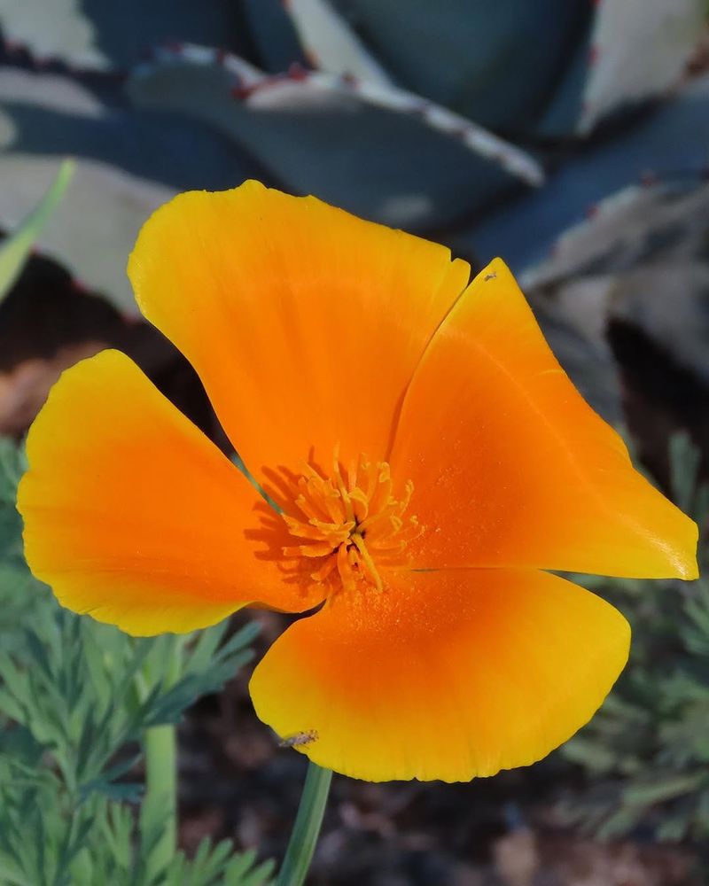 Bright Orange, Zero Fuss