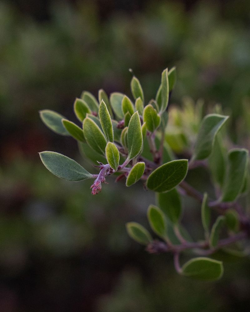 Coast Manzanita (Arctostaphylos spp.)