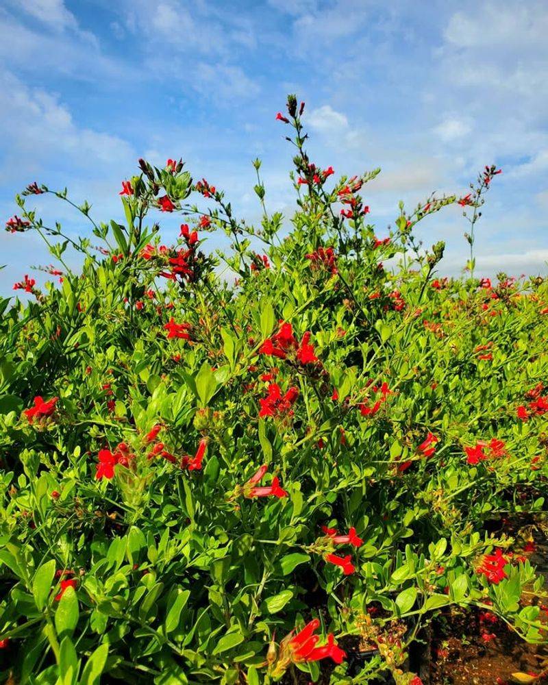 Island Snapdragon (Gambelia speciosa)
