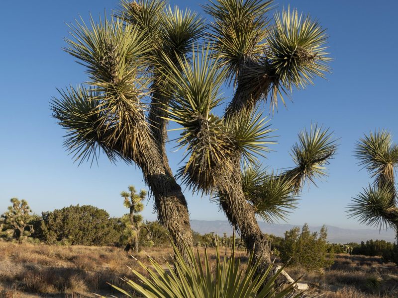 Joshua Tree (Yucca brevifolia)