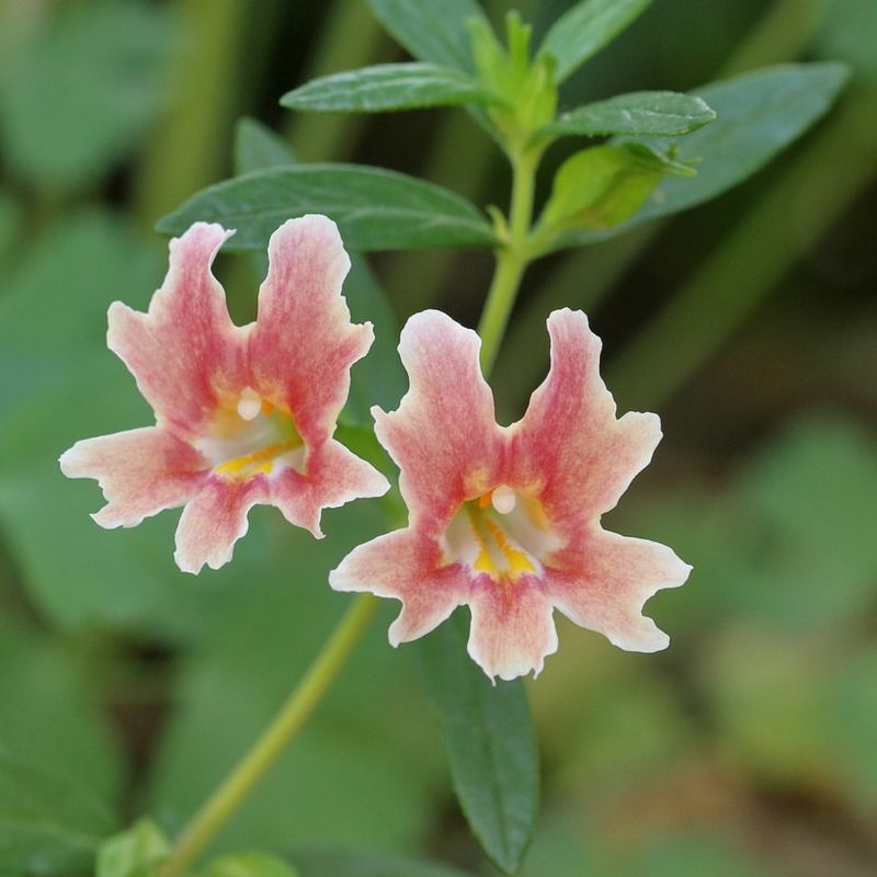 Sticky Monkey Flower (Diplacus aurantiacus)