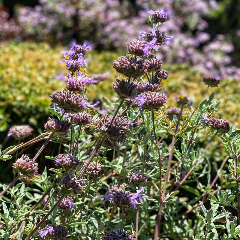 Cleveland Sage (Salvia clevelandii)