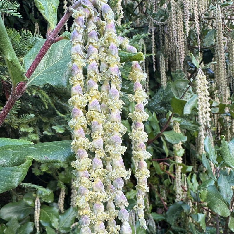 Silk Tassel (Garrya elliptica)