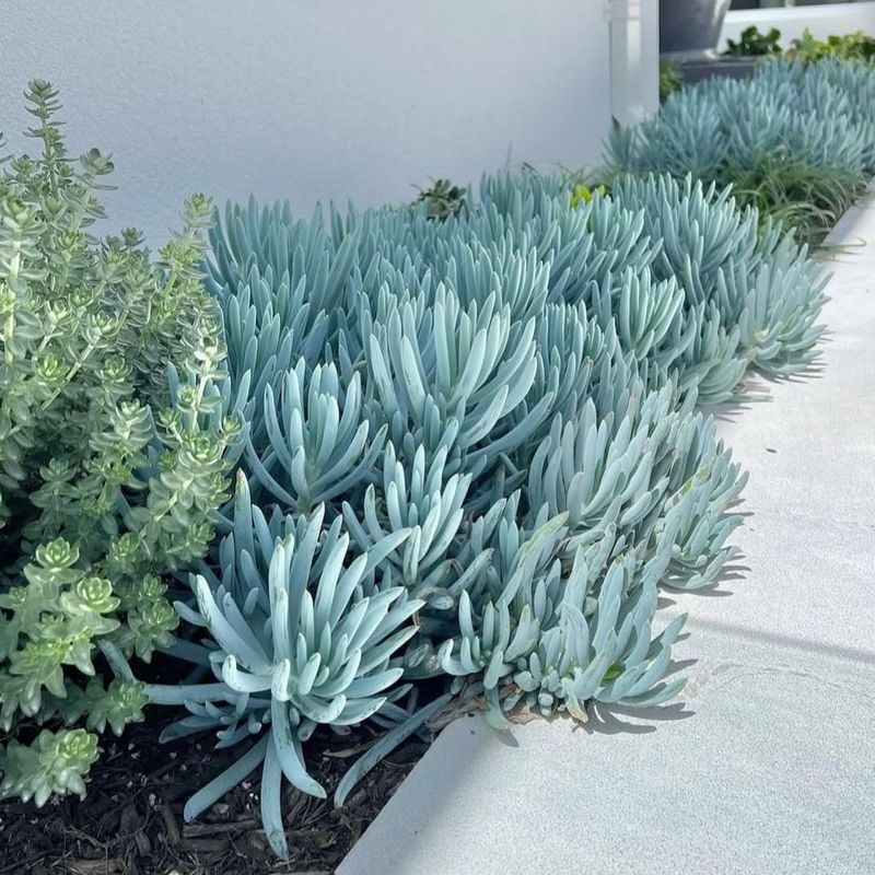 Blue Chalksticks (Senecio serpens)
