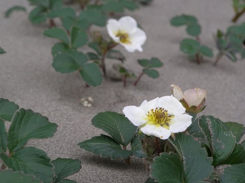 Beach Strawberry (Fragaria chiloensis)