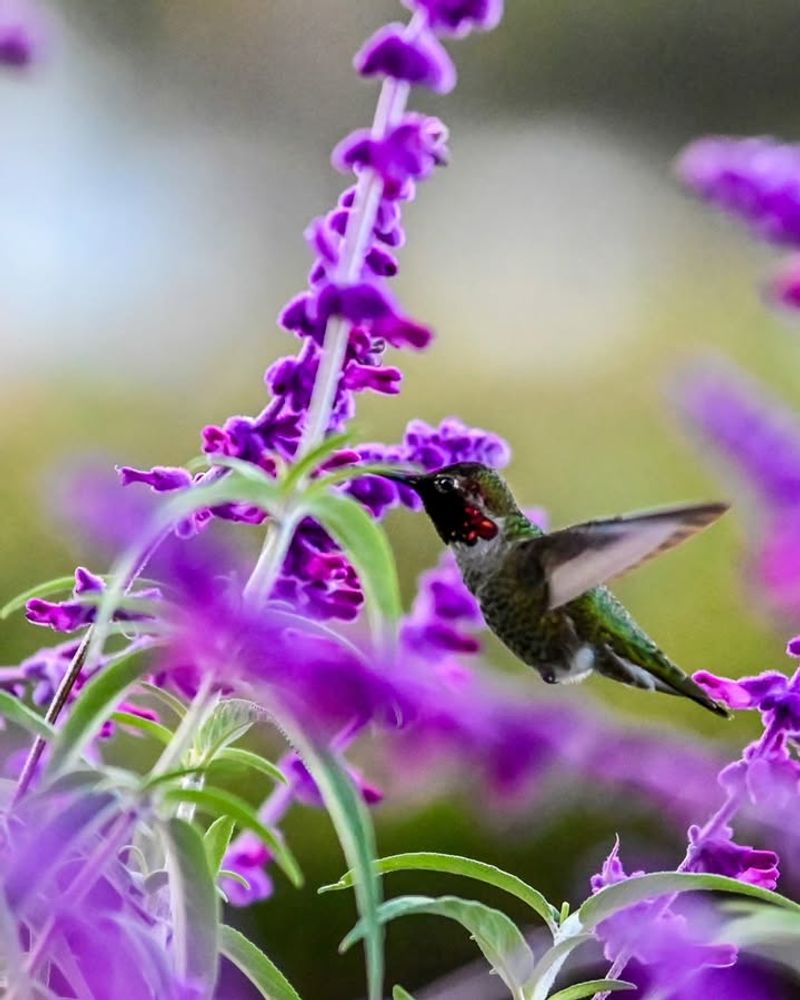 Cleveland Sage (Salvia clevelandii)