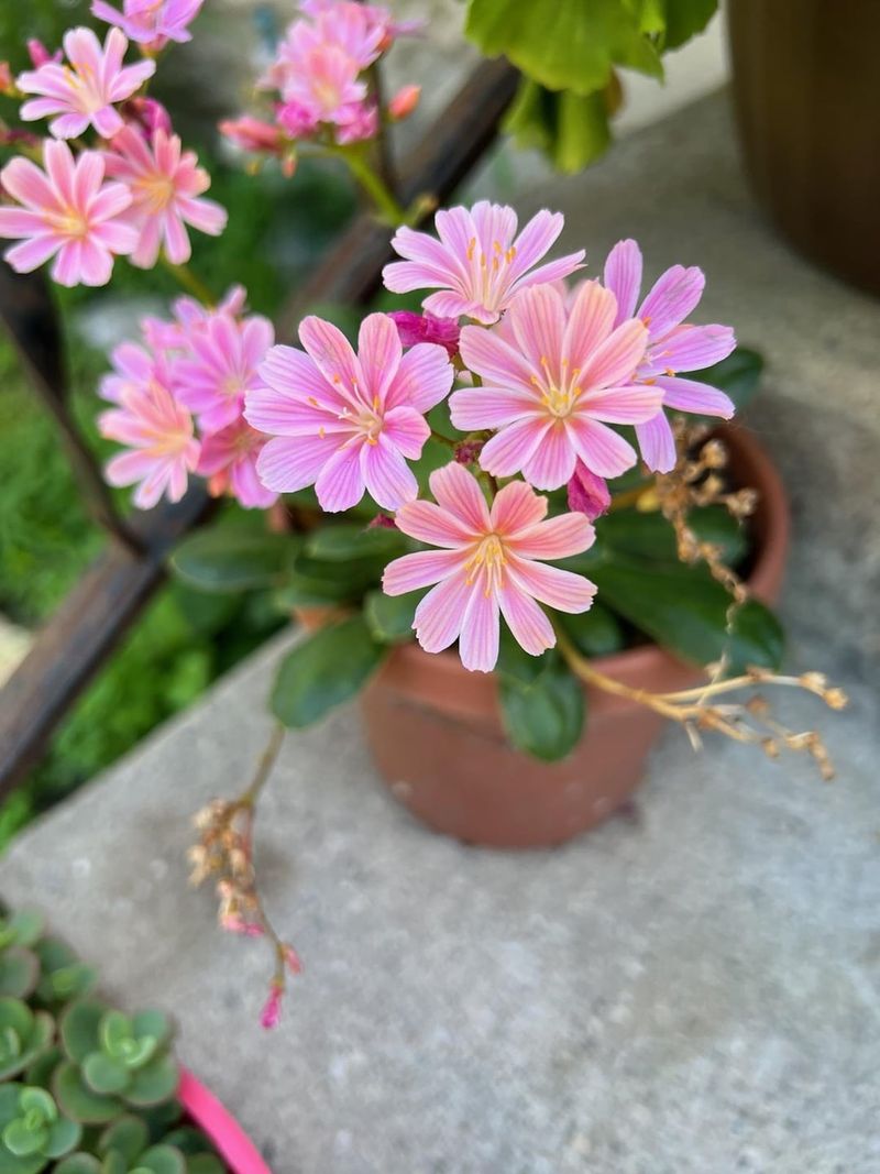 Lewisia That Prefers Pots And Well-Drained Conditions In California