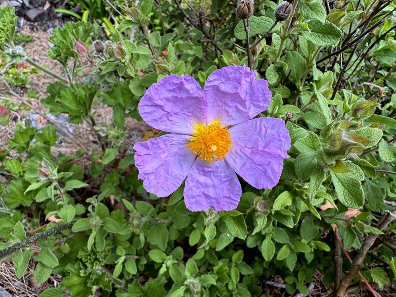 Rockrose