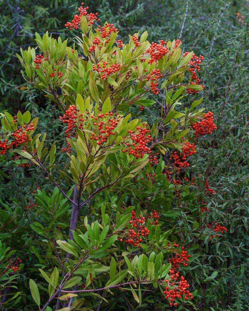 Toyon (Heteromeles arbutifolia)